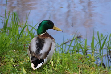 Male mallard duck near pond in spring nature.