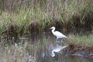 great blue heron in swamp
