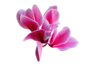 Fototapeta premium Vibrant Pink Cyclamen Flower Close-Up A Stunning Floral Image