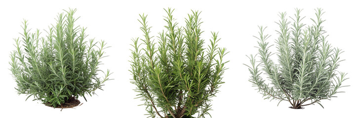 Fototapeta premium Set of rosemary plant bush isolated on a transparent background