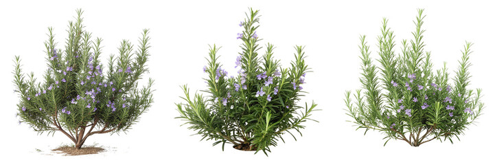 Set of rosemary plant bush with flowers isolated on a transparent background