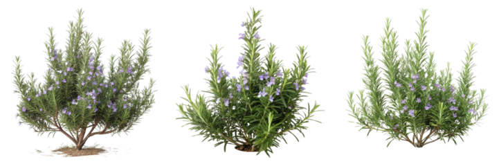 Set of rosemary plant bush with flowers isolated on a transparent background