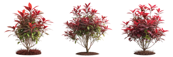 Set of Tropical Red foliage plant bush isolated on a transparent background