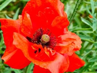 Papaver somniferum L Red poppy. Flower. Details Blooming Close-up. Background.
