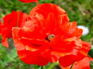 Obraz premium Flower Papaver somniferum L Red poppy. Details Blooming Close-up. Background.