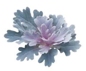 Dusty Miller Flower Delicate Silver-Gray Leaves and Soft Pink Center Close-Up