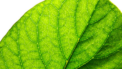 Obraz premium green leaf texture