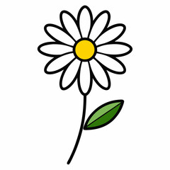 daisy flower isolated on white background