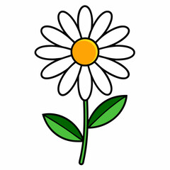 daisy flower isolated on white background
