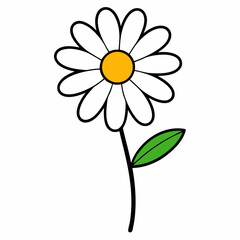 daisy flower isolated on white background