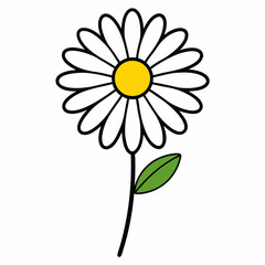 daisy flower isolated on white background