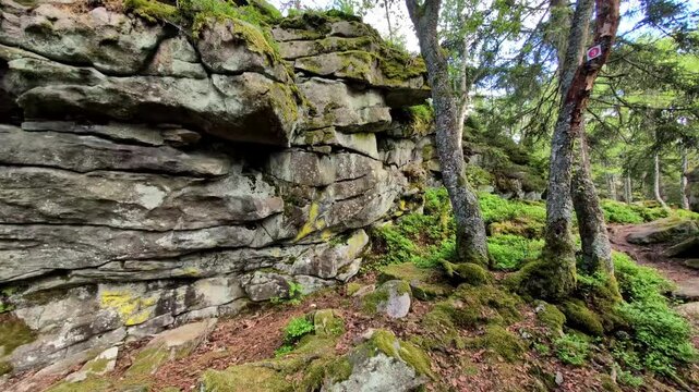 Diego the Chihuahua on Hiking Tour to the Devils Table in the Bavarian Forests Germany.
