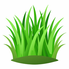 Green grass isolated on white background 