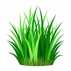 Green grass isolated on white background 