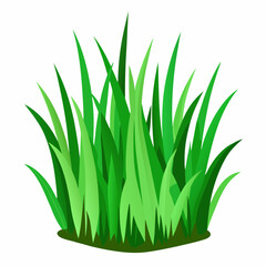 Green grass isolated on white background 
