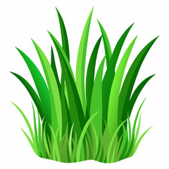 Fototapeta premium Green grass isolated on white background 