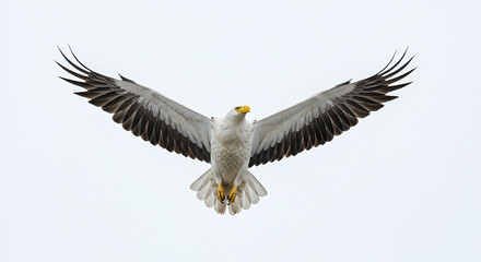 A bald eagle soars high in the sky, its wings fully extended. The striking bird has a white head and tail, and a powerful yellow beak. white background.