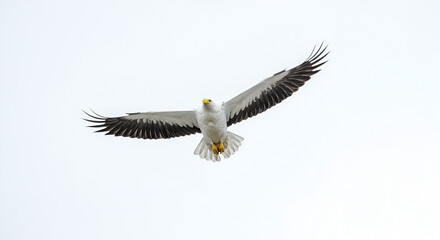 A bald eagle soars high in the sky, its wings fully extended. The striking bird has a white head and tail, and a powerful yellow beak. white background.