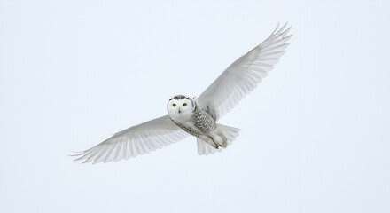 A snowy owl flies with open wings, facing towards the viewer. white background
