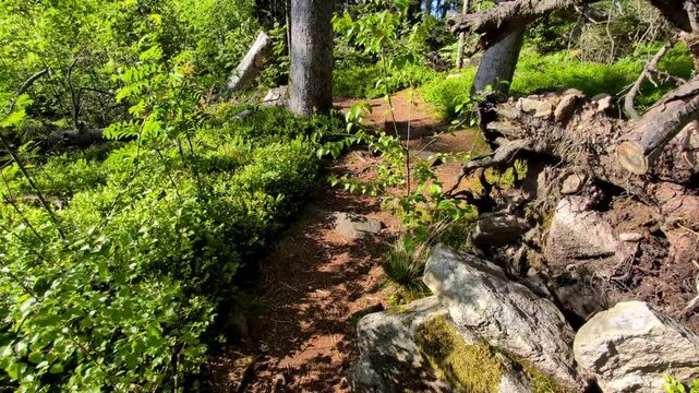 Diego the Chihuahua on Hiking Tour to the Devils Table in the Bavarian Forests Germany.