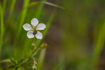 Flower Beetle Pollinates White Flower