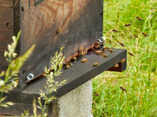 Bees entering and leaving the entrance of a bee hive
