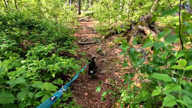 Diego the Chihuahua on Hiking Tour to the Devils Table in the Bavarian Forests Germany.