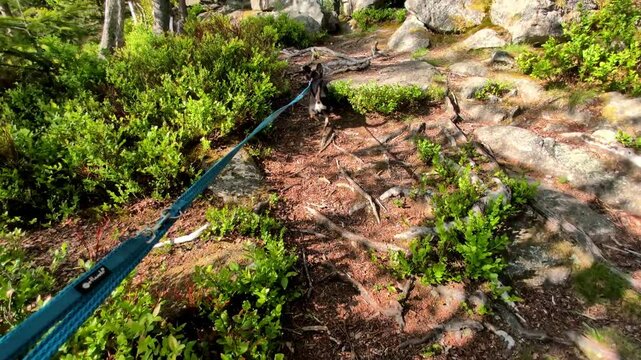Diego the Chihuahua on Hiking Tour to the Devils Table in the Bavarian Forests Germany.