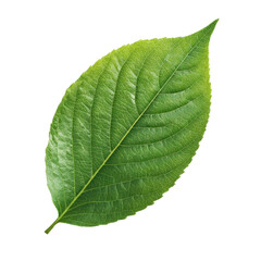 Vibrant Green Leaf Isolated on Black Background