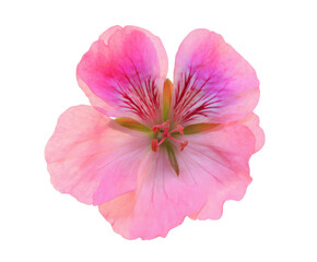 Obraz premium Delicate Pink Flower Blossom Close-Up Macro Photography