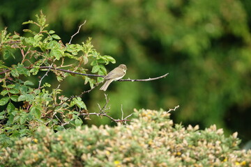 willow warbler (Phylloscopus trochilus) summer visitor to the UK