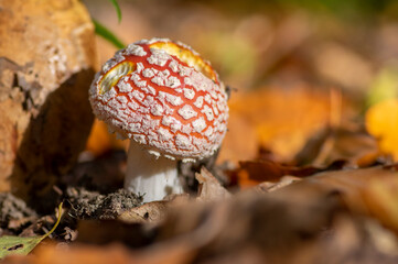 Amanita muscaria, fly agaric, fly amanita, poisonous mushroom in a forest