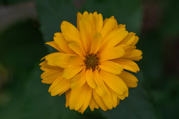 Heliopsis helianthoides double flower rought oxeye in bloom, yellow flowering flowers during summer in garden