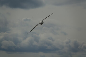 the northern fulmar (Fulmarus glacialis) UK coast in springtime