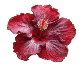 Stunning Dark Red Hibiscus Flower with Delicate Purple Hues