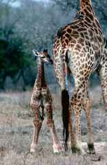 Giraffe newborn