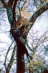 leopard killing a warthog