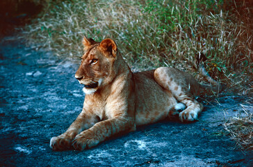 Lion cub in the wild