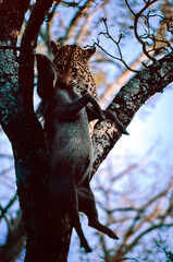 leopard killing a warthog