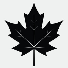 Obraz premium maple leaf vector