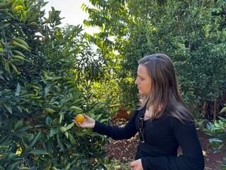 Mulher colhendo frutas laranjas 