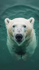 Fototapeta premium concept of global warming polar bear in water