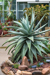 Large rosette-form aloe plant with thick, spiny leaves in a desert garden.