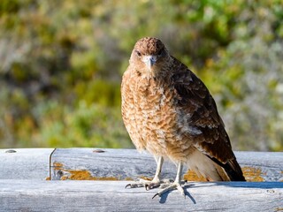 wild bird in patagonia nature