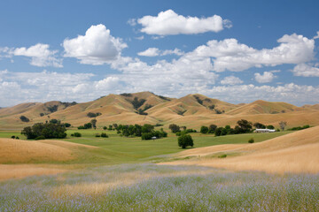 Obraz premium breathtaking summer landscape in tasmania featuring lush green meadows under clear blue sky