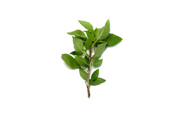 Fresh Thai Basil Herb Isolated On White Background