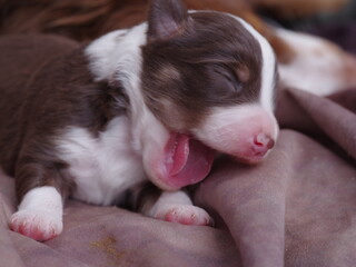 Brown and white puppy is sleeping on a blanket