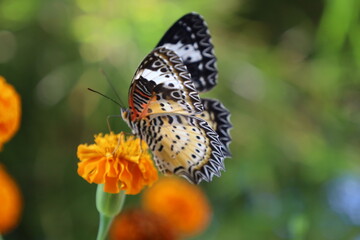 Close-up of a colorful orange butterfly with delicate wings resting on a vibrant summer flower or green leaf in a beautiful natural garden setting