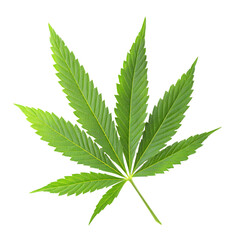Green cannabis leaf, marijuana plant, isolated on transparent background, png