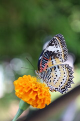 Close-up of a colorful orange butterfly with delicate wings resting on a vibrant summer flower or green leaf in a beautiful natural garden setting